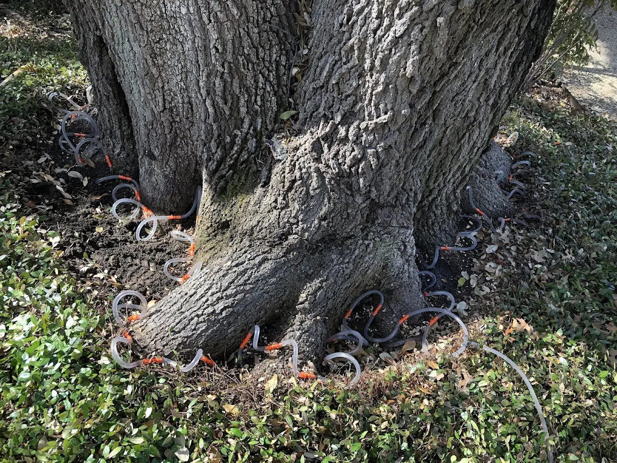 Detailed Tree Cabling and Bracing job site in Shasta