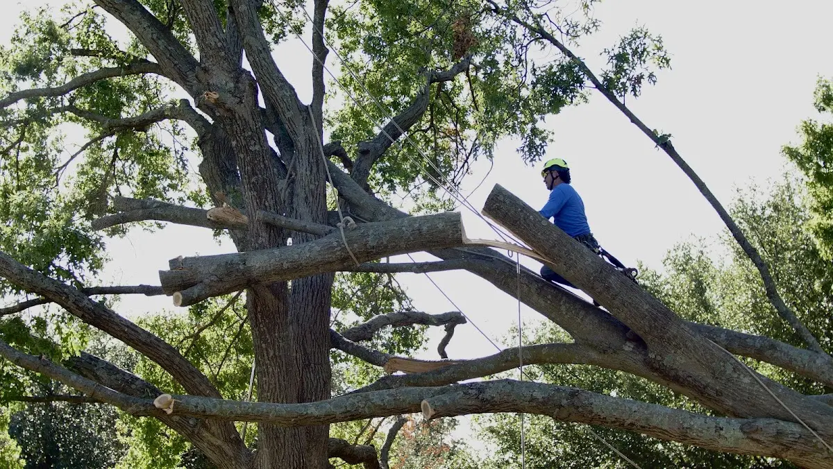 Professional Crown Thinning performed by certified arborists in Shasta