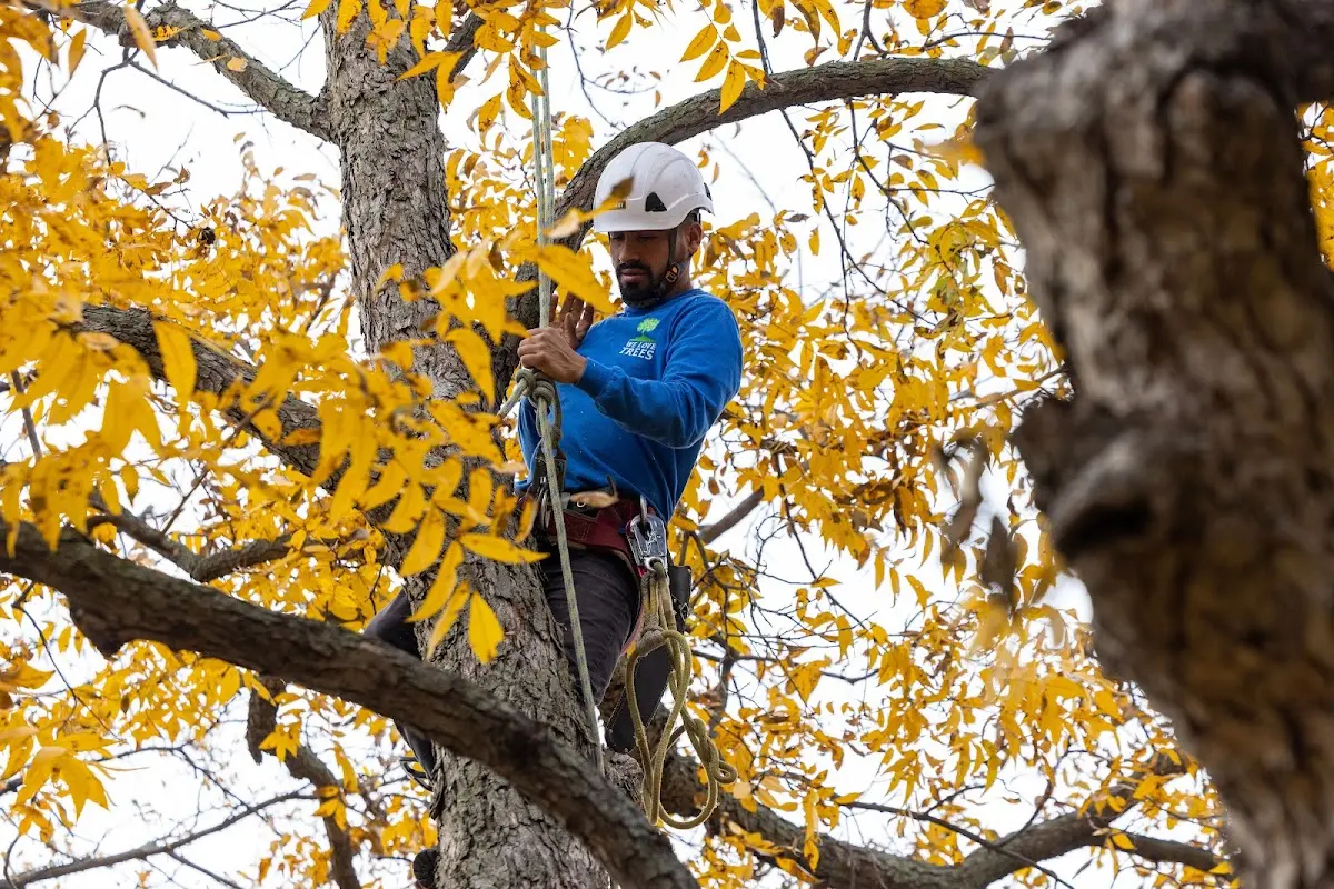 Skilled Tree Trimming crew working in Shasta